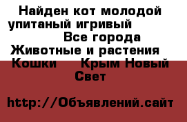 Найден кот,молодой упитаный игривый 12.03.2017 - Все города Животные и растения » Кошки   . Крым,Новый Свет